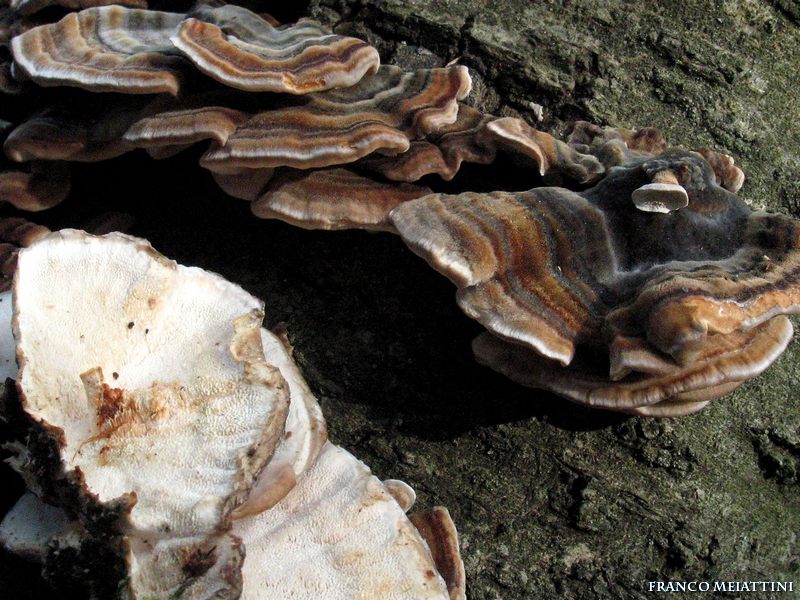 Trametes (Trametes versicolor)